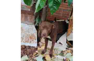 Três Barras do Paraná – Cachorro em situação de maus-tratos é resgatado 